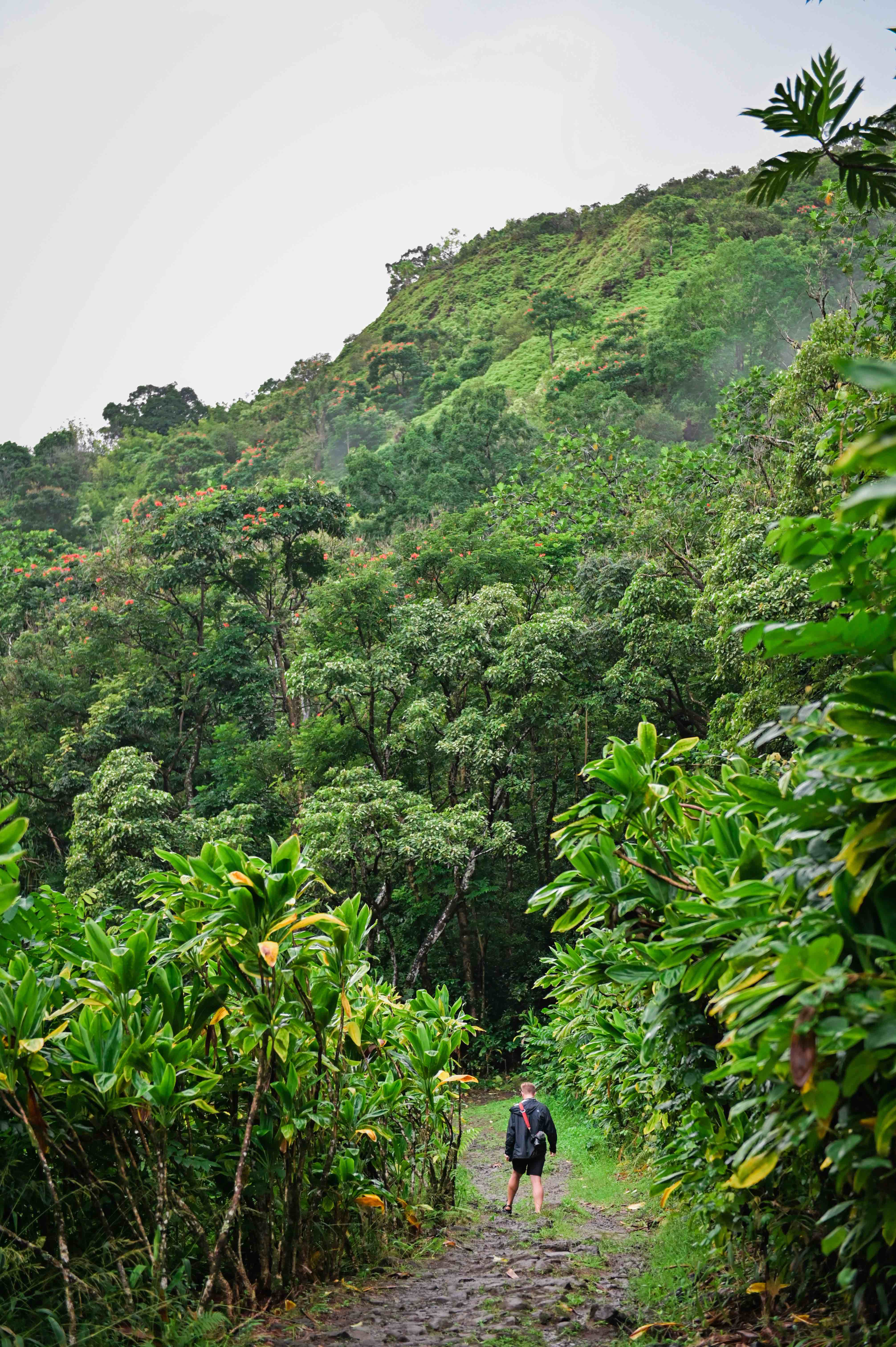 The Best Tropical Vacation Packing List with Free Download the-best-tropical-vacation-packing-list-with-free-download